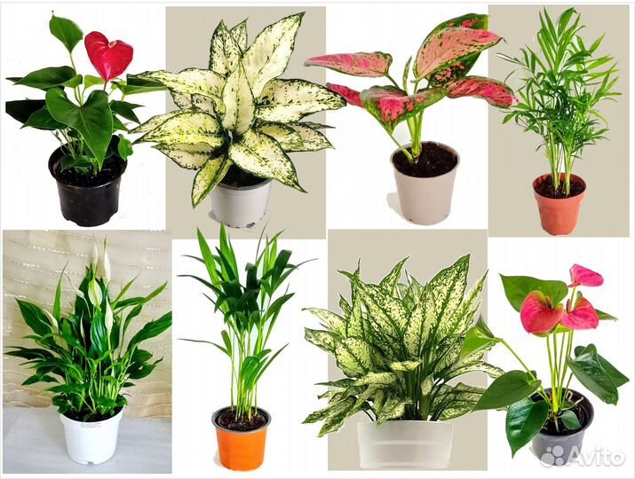 Аглаонемы, Антуриумы, Пальмы, Спатифиллумы