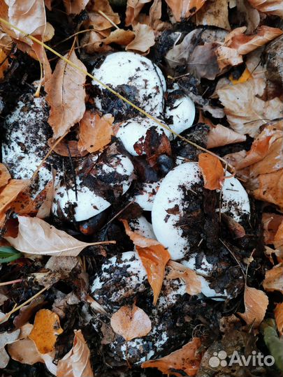 Вкусная заготовочка. Солёные грузди