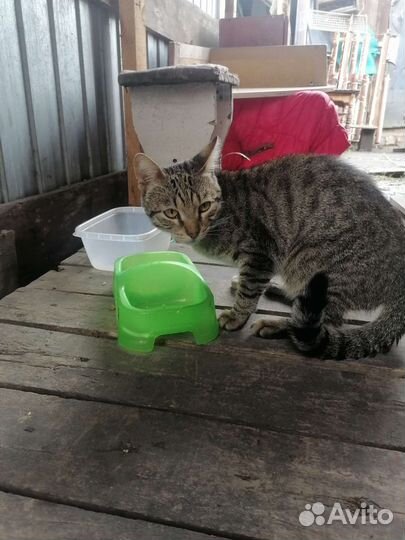 Котик ищет дом