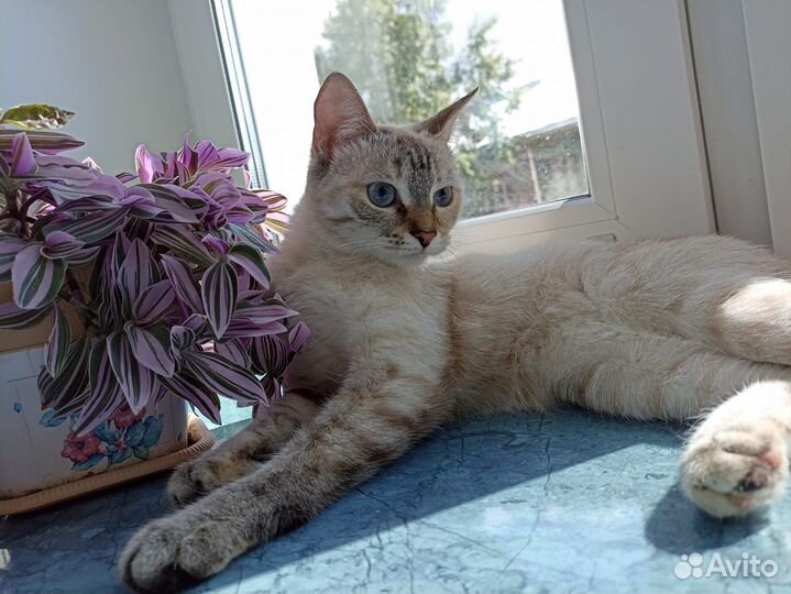 Кошка для вязки