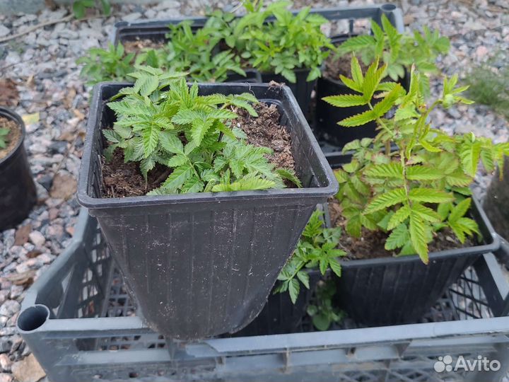 Многолетние растения для сада