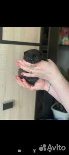 Кошка британская