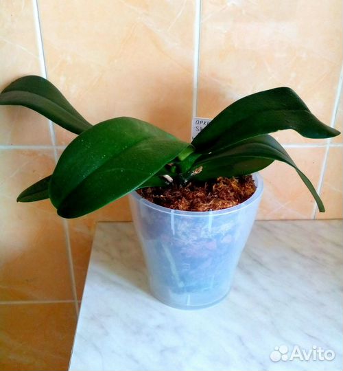 Орхидея Шанхай