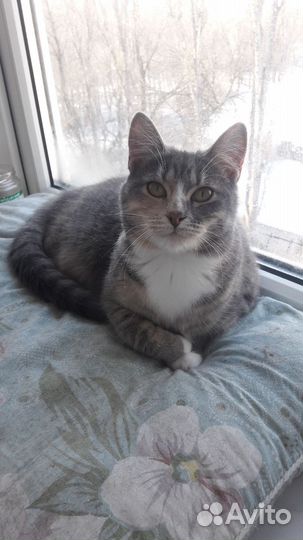 Кошечка 7 месяцев