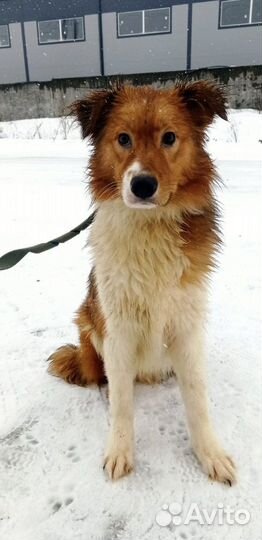 Собака в добрые руки