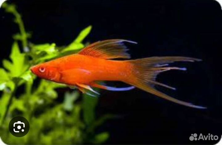 Меченосец Лира и Вуаль