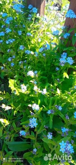 Незабудки отдам