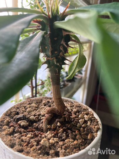 Редкие коллекционные эуфорбии(молочаи)