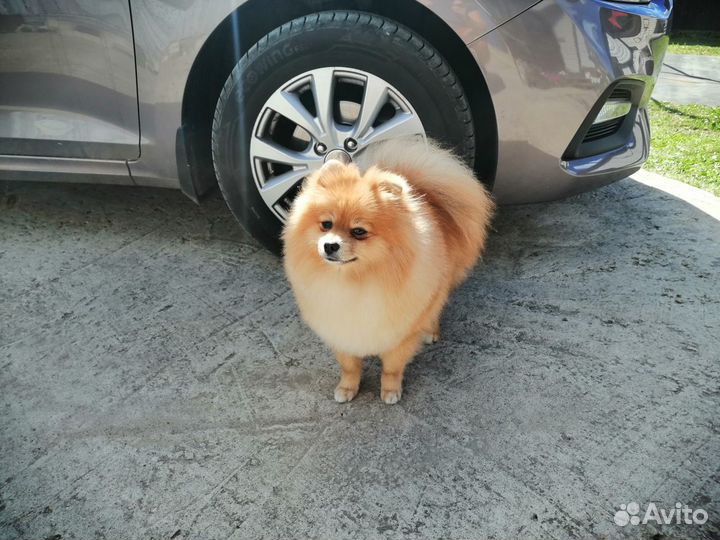 Вязка шпиц кобель