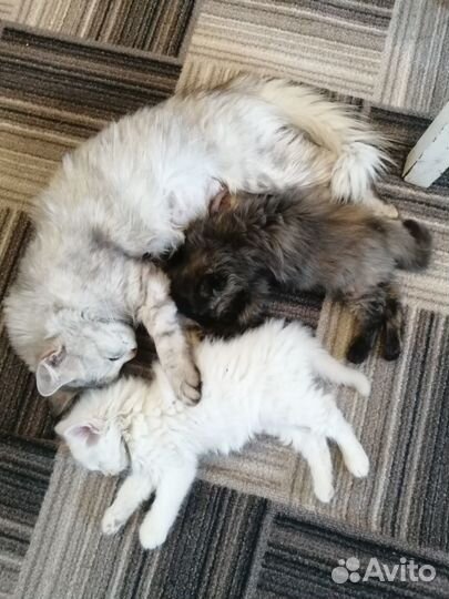 Отдам котенка в добрые руки