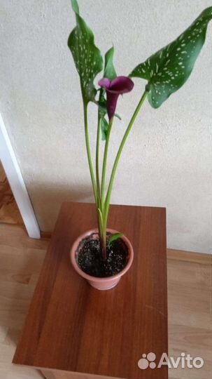 Лилей Каллы и физалис/гибискус и почвопокров,Колеу