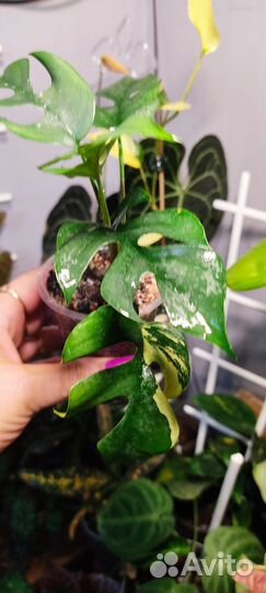 Монстера минима вариегатная