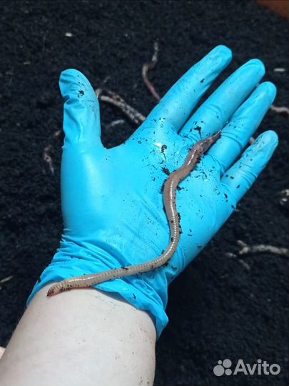 Черви для рыбалки Дендробена