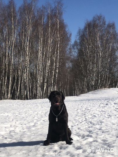 Вязка кобеля лабрадора