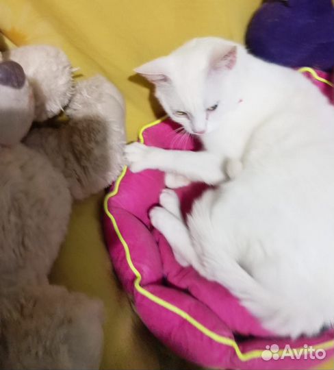 В добрые ручки