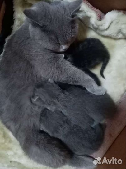 Котята от британочки