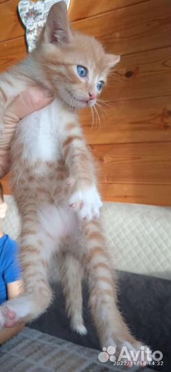 Рыжий котенок мальчик