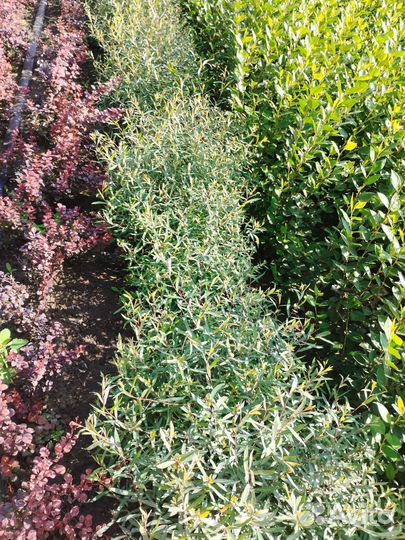 Ива нана пурпурная