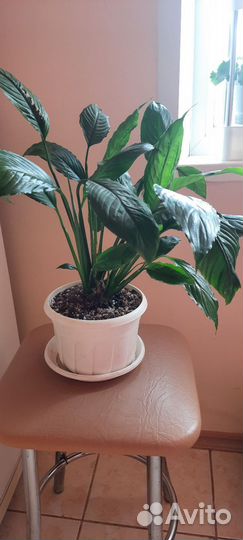 Спатифиллум