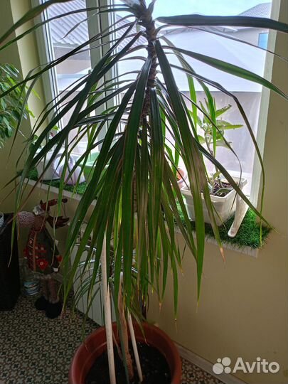 Пальма драцена