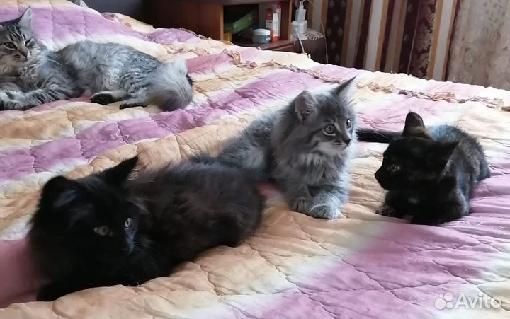 Кошка