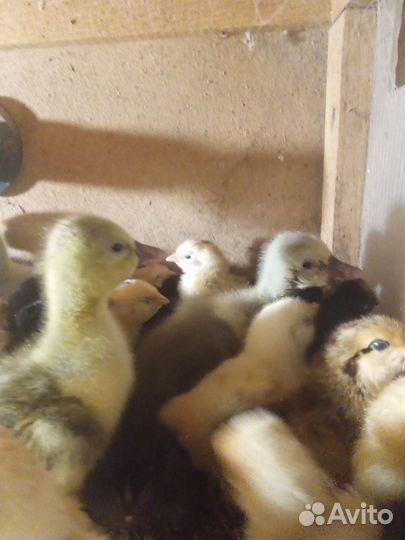 Куры, цыплята, бройлера, утята, гусята, индюшата