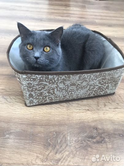 Отдам кота в добрые руки