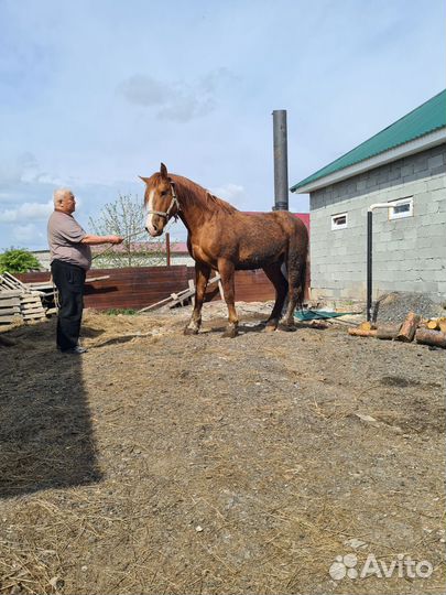 Русский тяжеловоз