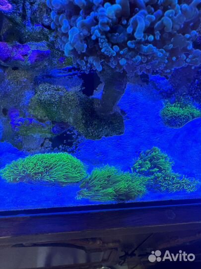 Коралл, бриариум