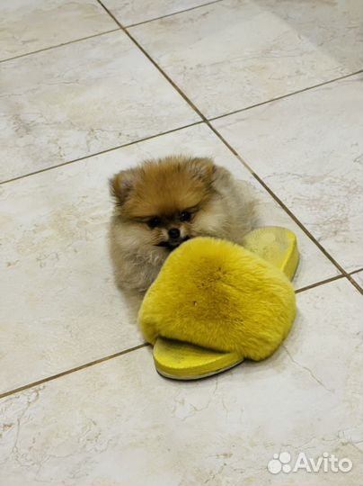 Щенки померанского шпица(есть мини)