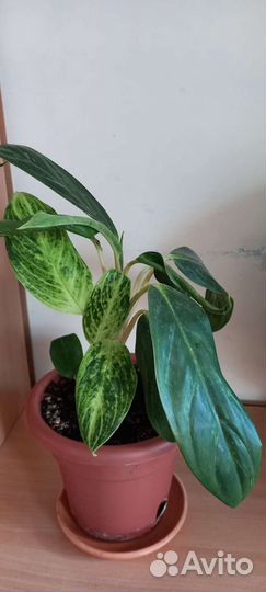 Диффенбахия