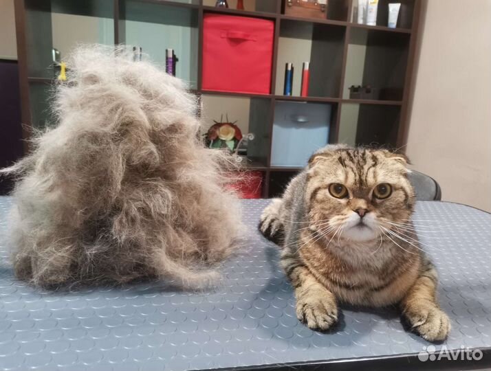 Груминг (стрижка, экспресс линька собак и кошек)