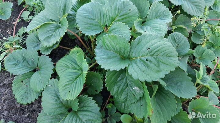 Рассада клубники альба