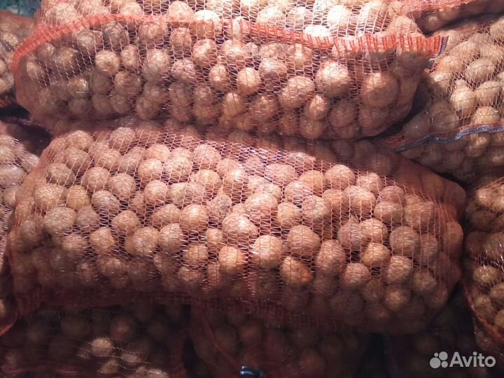 Семейной картофель
