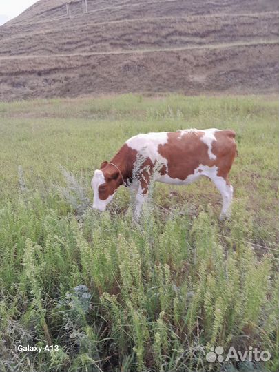 Домашние животные