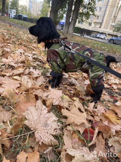 Камуфляж для собак