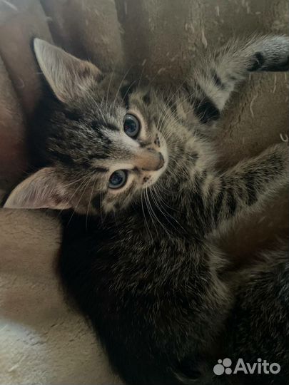 Котята