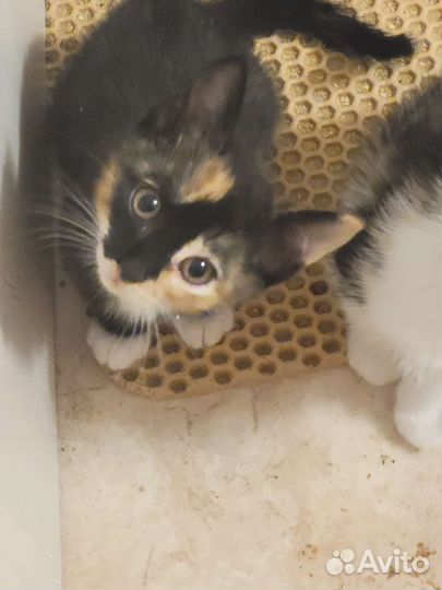 Кошки в добрые руки