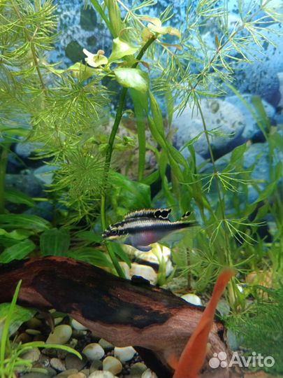 Пельвикахромис пульхера