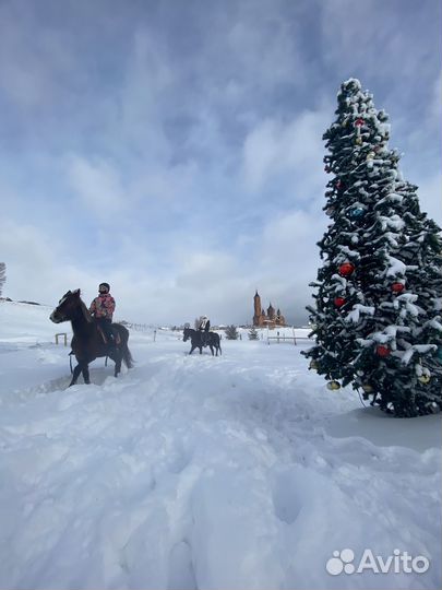 Конные прогулки, тренировки, конный лагерь