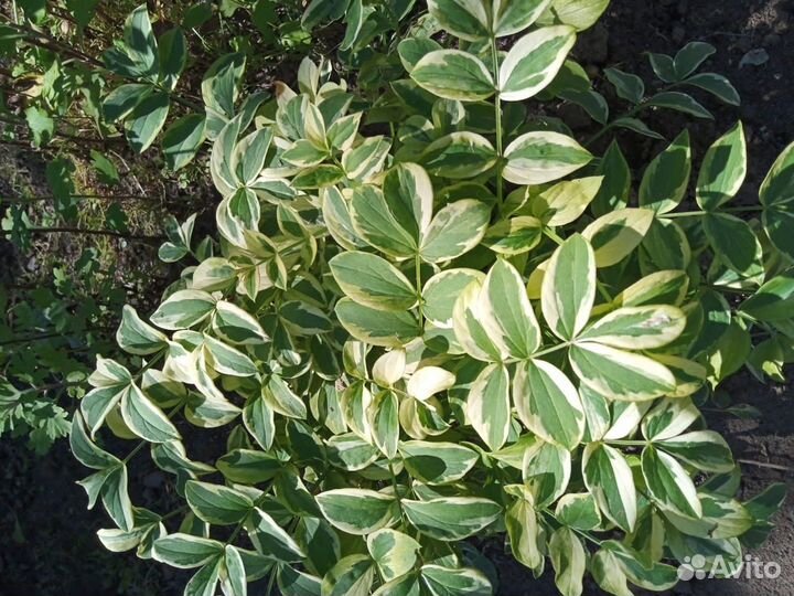 Мои излишки