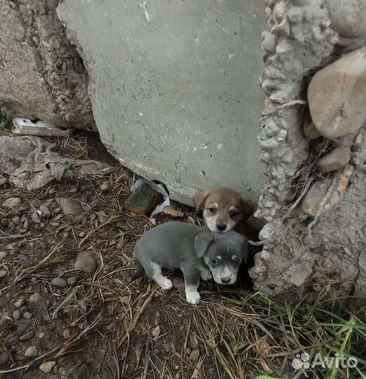 Собаки бесплатно в добрые руки
