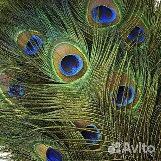 Перо павлина