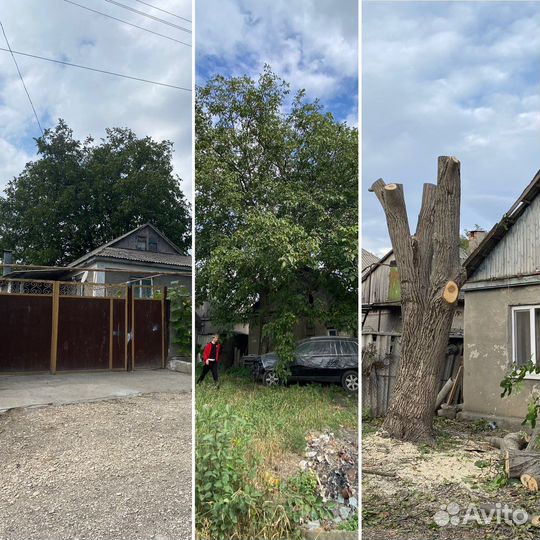 Спил деревьев