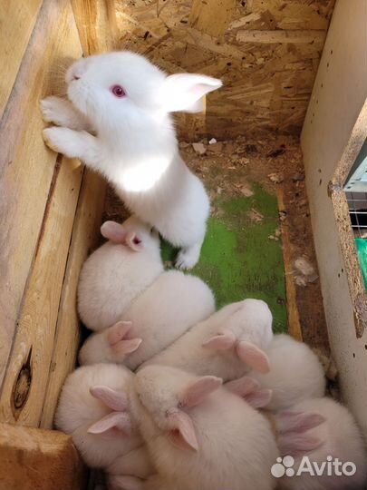 Крольчата панон