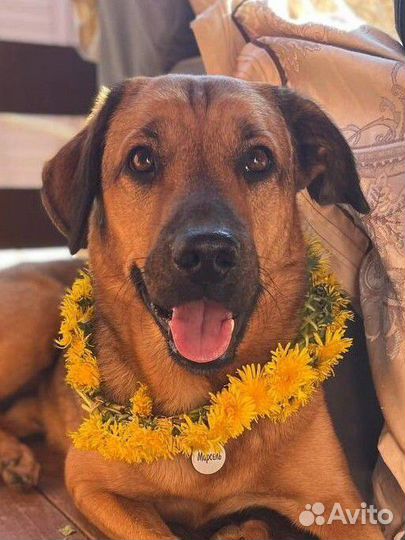 Пес Марсель в добрые руки в дар