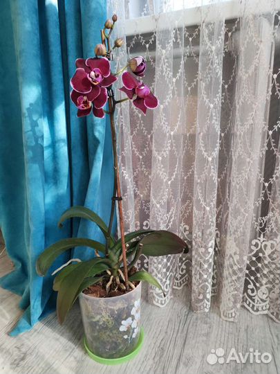 Орхидея фаленопсис