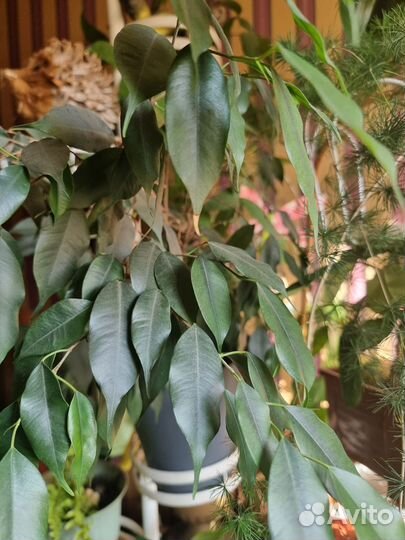 Комнатные растения