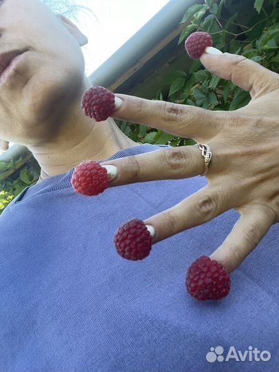 Ремонтантная малина