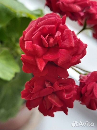 Пеларгония розебудная красная